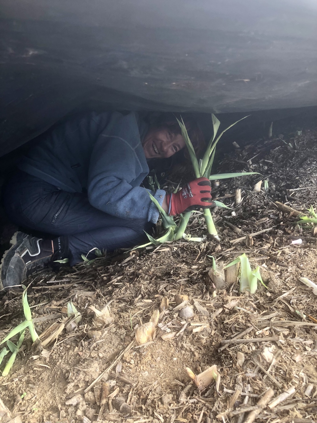 You see canas, you cut them