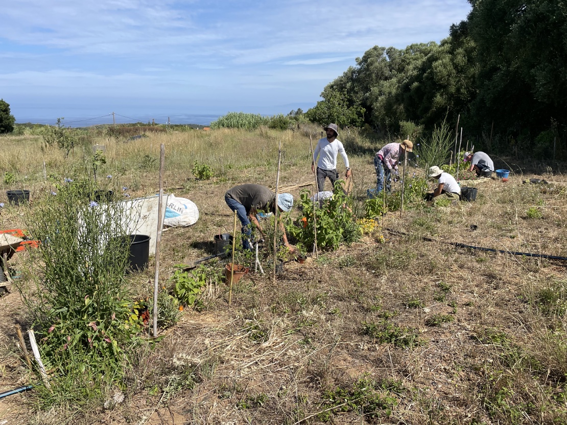 Upgrade of the Nutty Forest